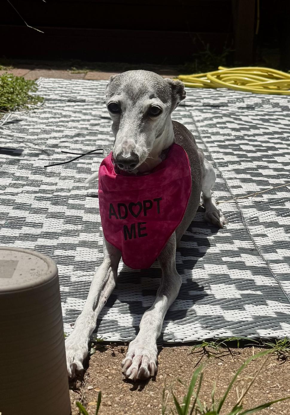Enlarge Portia - Houston TX, a Adoptable Italian Greyhound in Bellaire, TX image 2/5