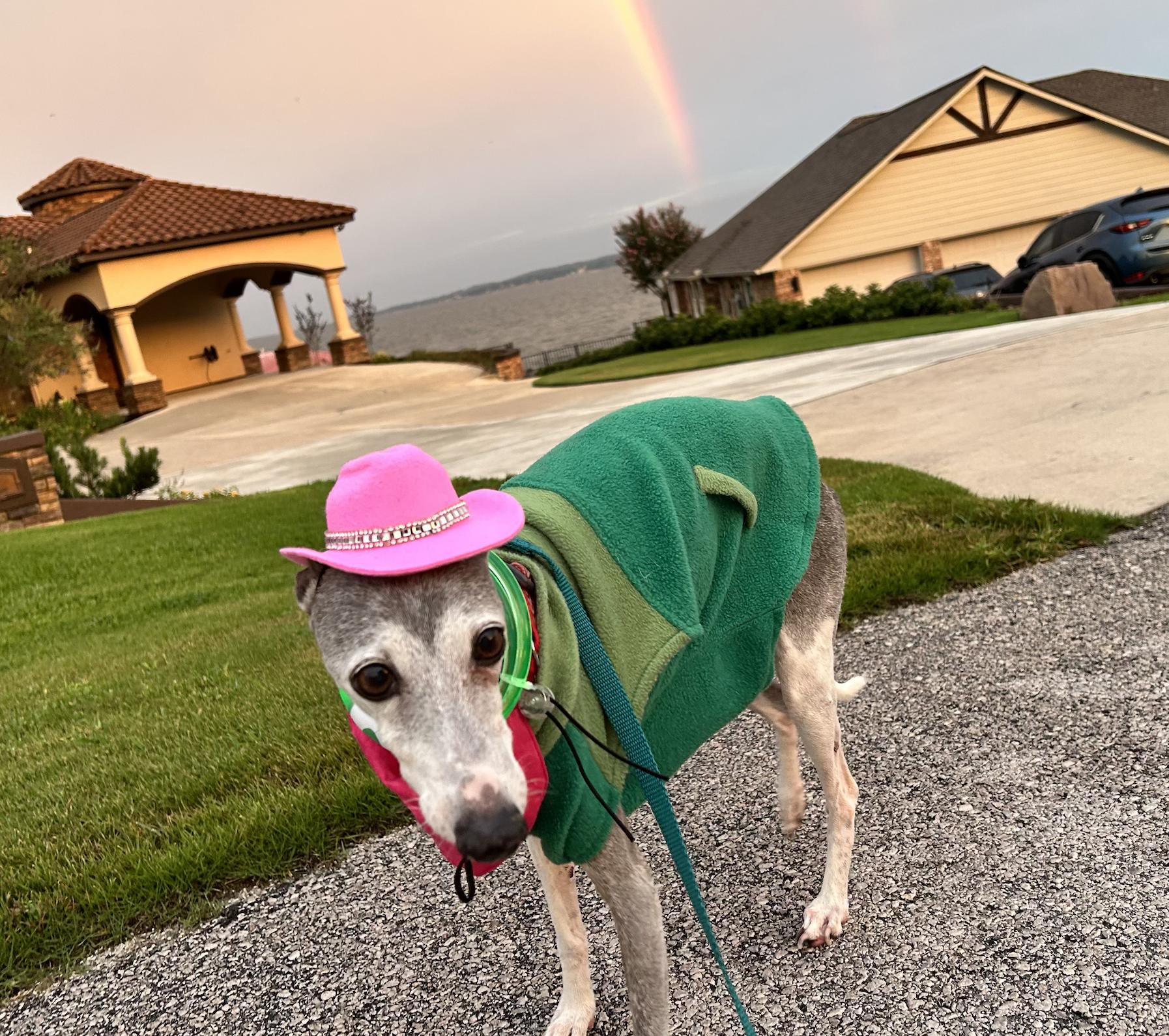 Enlarge Portia - Houston TX, a Adoptable Italian Greyhound in Bellaire, TX image 5/5