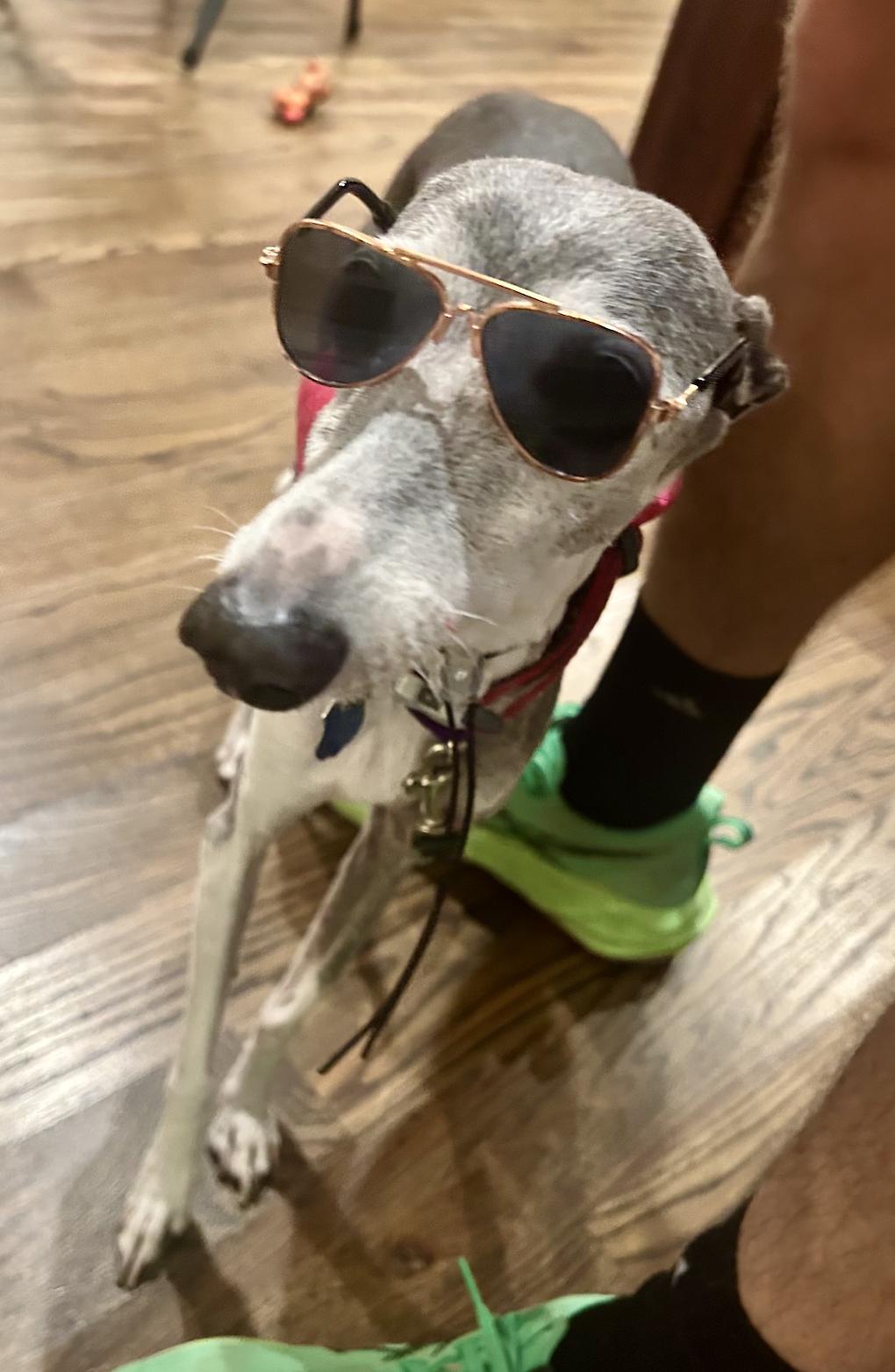 Enlarge Portia - Houston TX, a Adoptable Italian Greyhound in Bellaire, TX image 3/5
