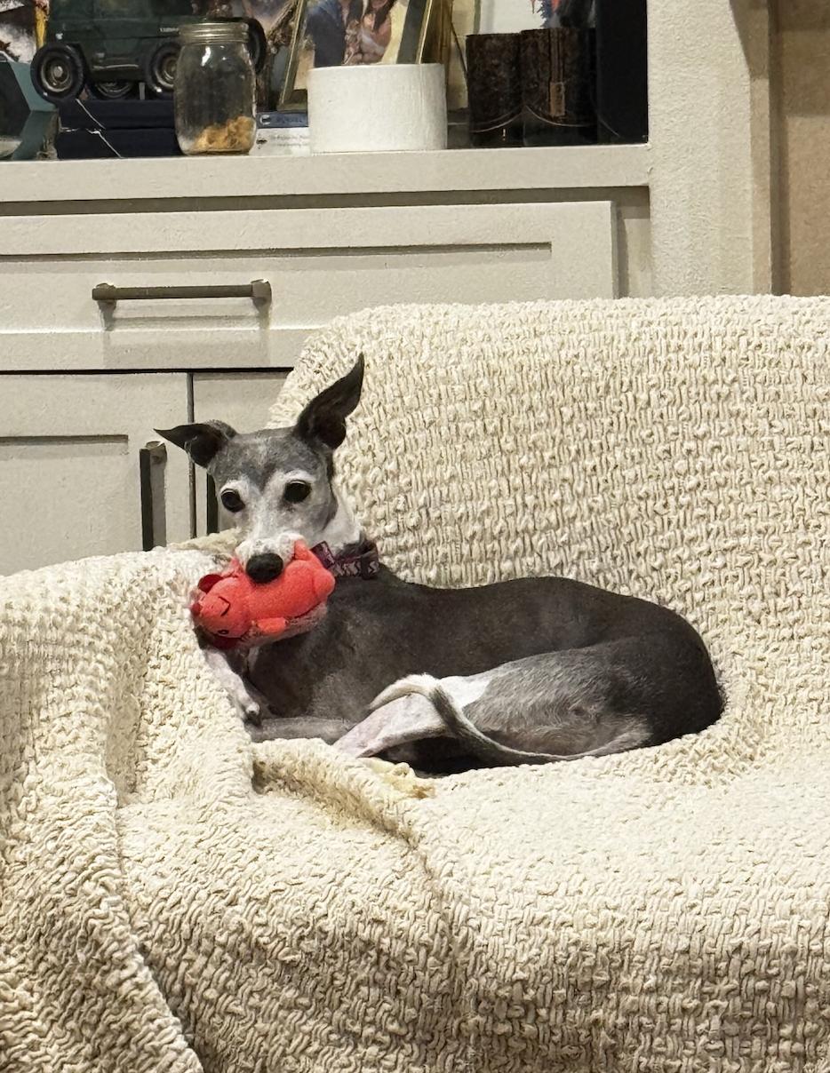 Portia - Houston TX, Adoptable, Senior Female Italian Greyhound.