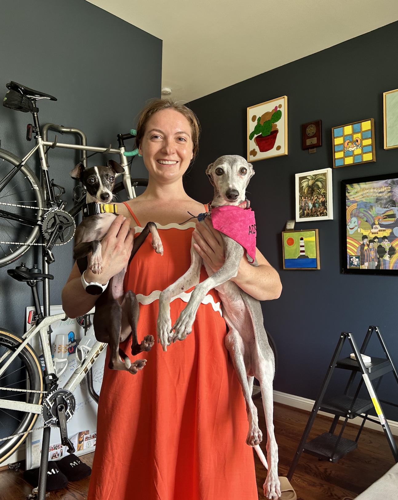 Enlarge Portia - Houston TX, a Adoptable Italian Greyhound in Bellaire, TX image 4/5