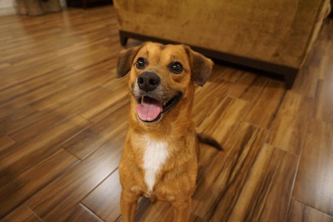 Jackie, Adopted, Adult Male Pembroke Welsh Corgi & Miniature Schnauzer.