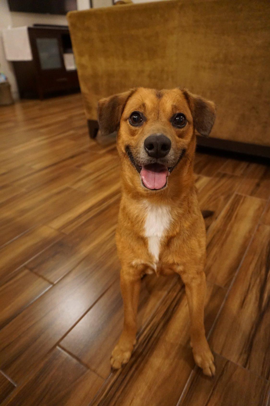 Enlarge Jackie, a Adopted mixed breed in Cuero, TX image 2/6