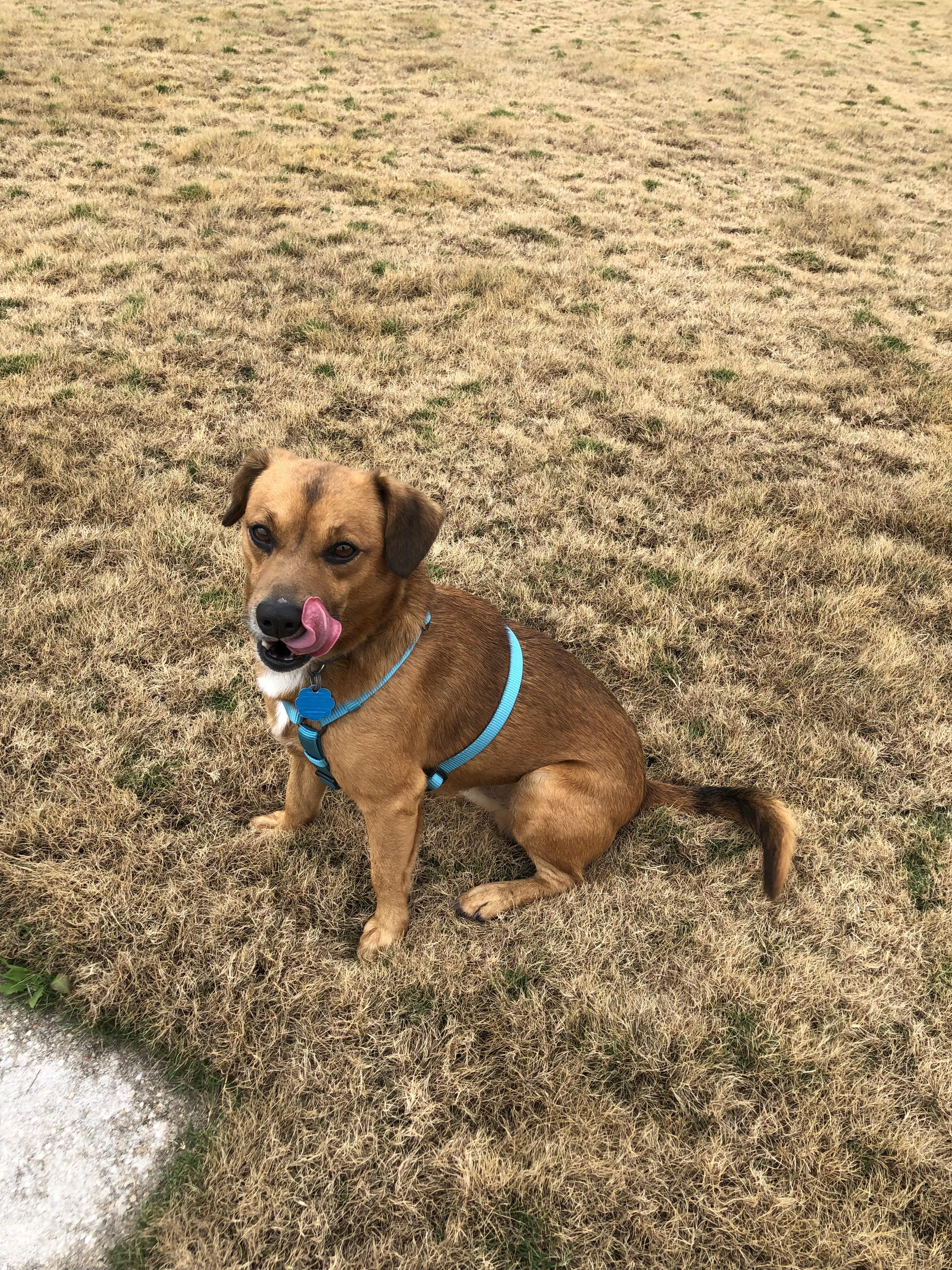 Enlarge Jackie, a Adopted mixed breed in Cuero, TX image 3/6