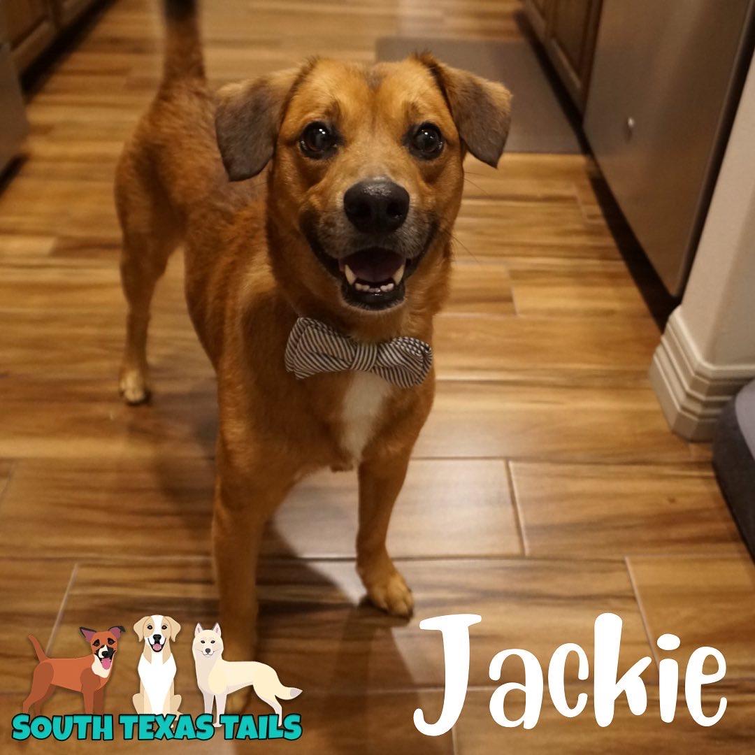 Enlarge Jackie, a Adopted mixed breed in Cuero, TX image 4/6