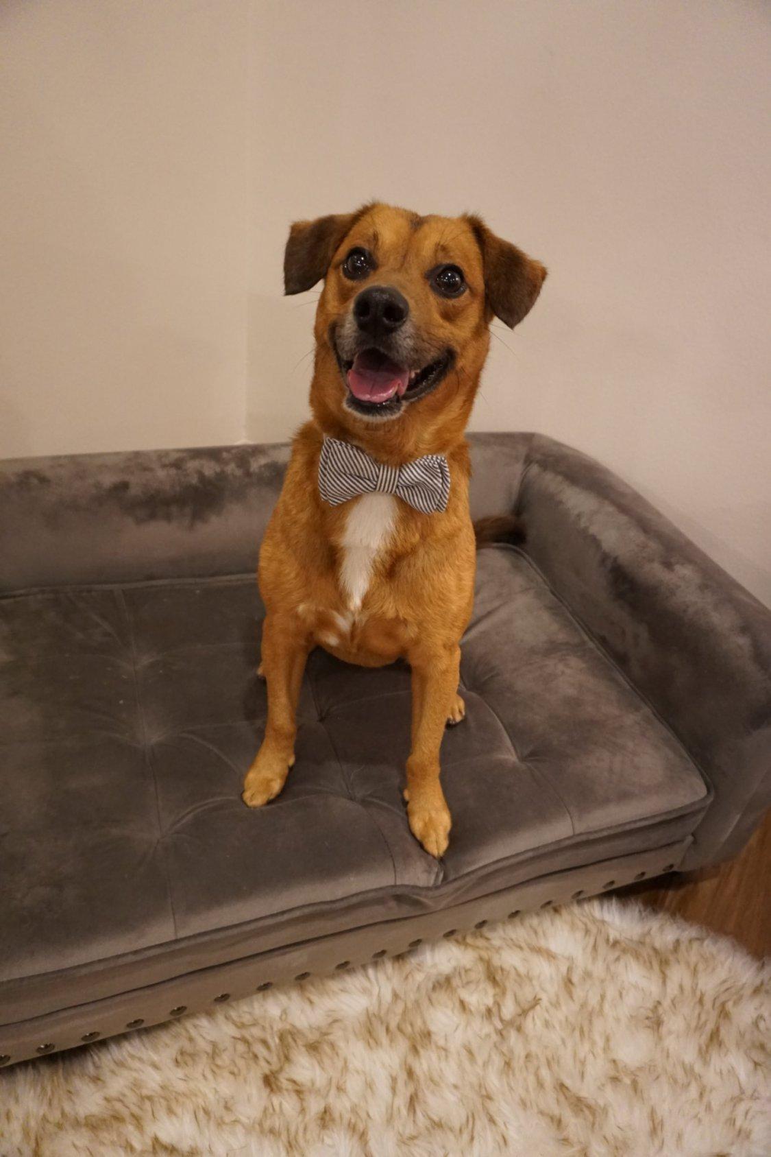 Enlarge Jackie, a Adopted mixed breed in Cuero, TX image 5/6