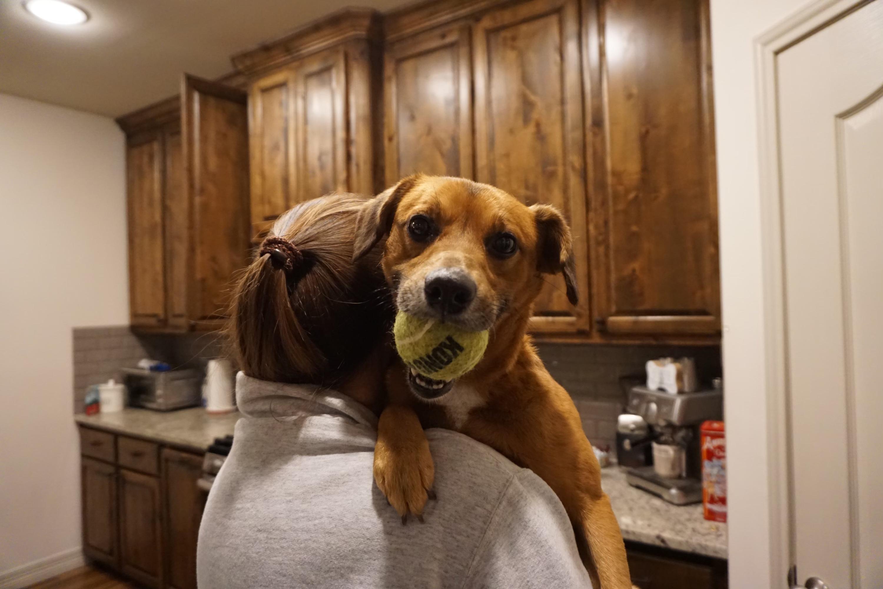 Enlarge Jackie, a Adopted mixed breed in Cuero, TX image 6/6