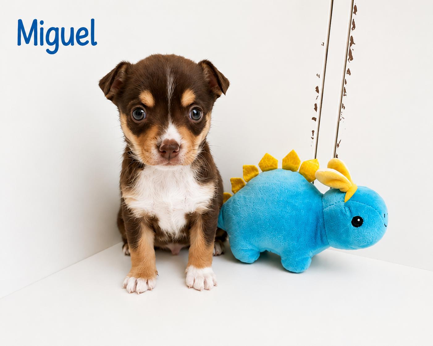 Enlarge Miguel, a Adoption Pending mixed breed in Winder, GA image 1/1