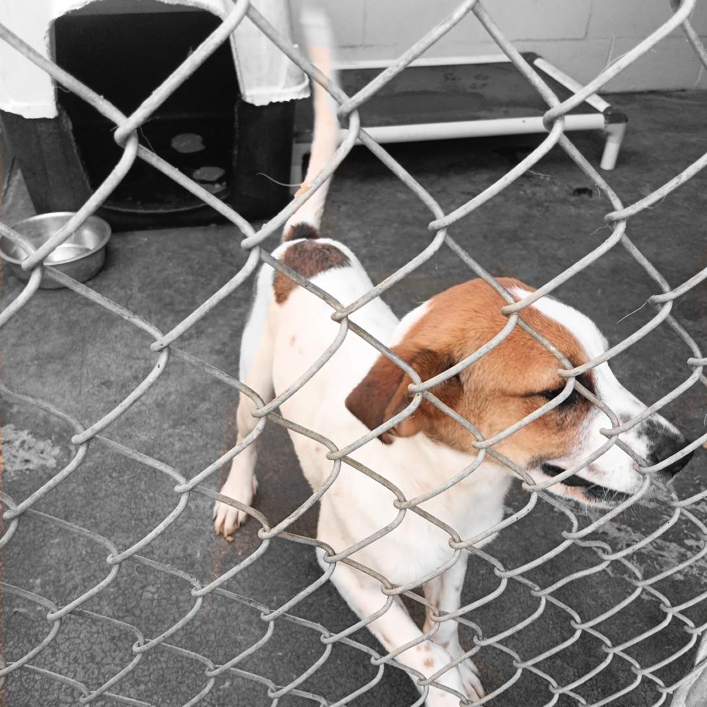 Toothless, Adoptable, Young Male Mixed Breed.