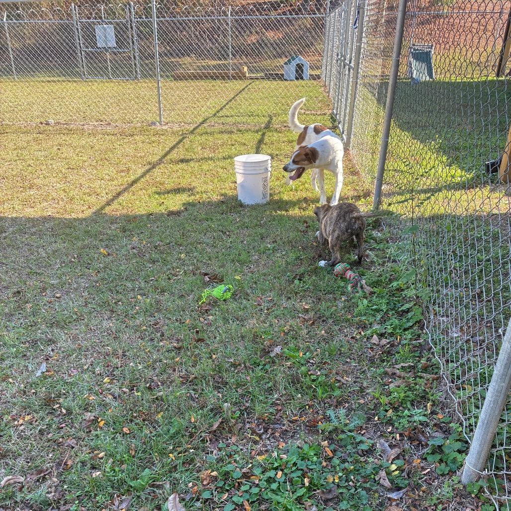 Enlarge Toothless, a Adoptable Mixed Breed in Lyons, GA image 2/4