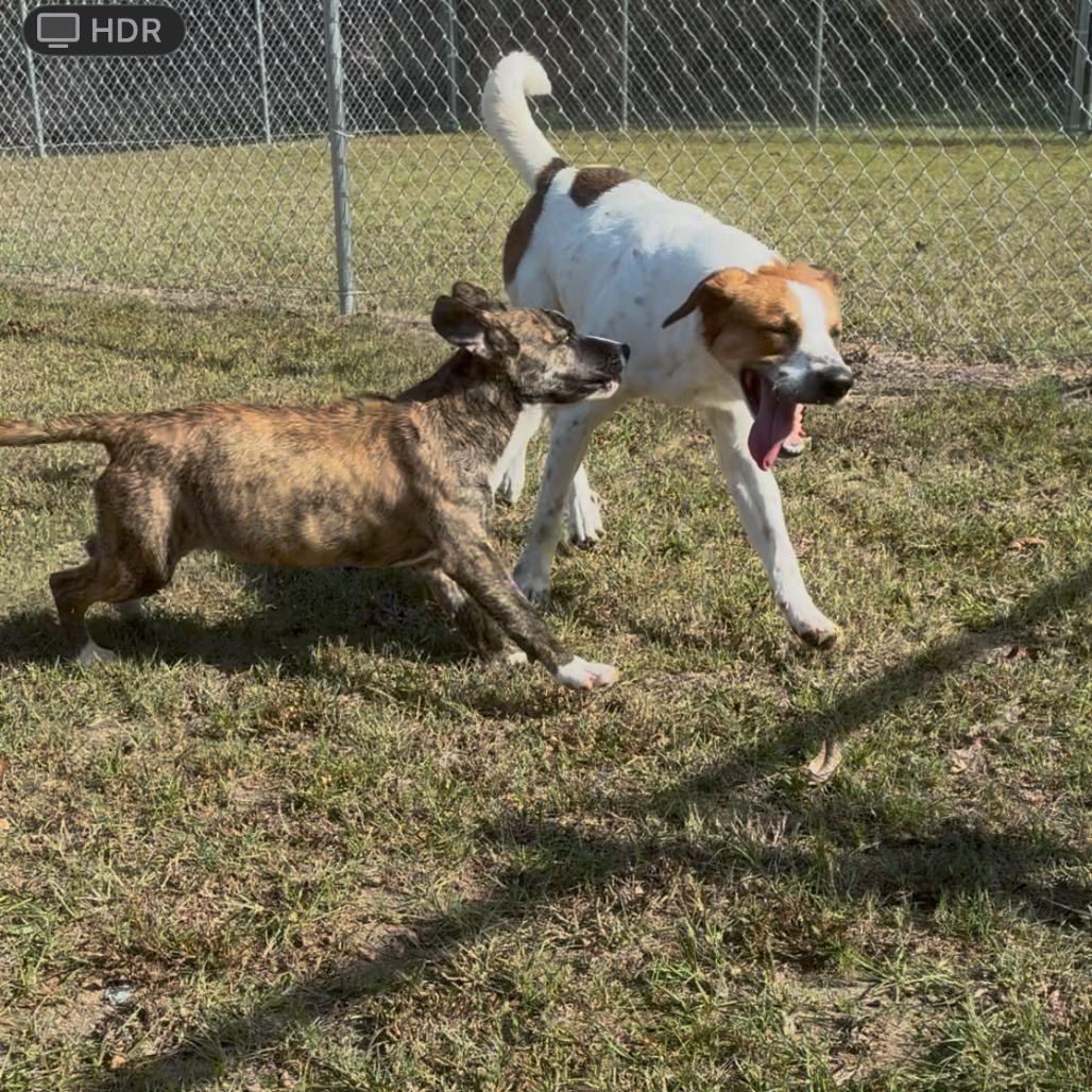 Enlarge Toothless, a Adoptable Mixed Breed in Lyons, GA image 3/4