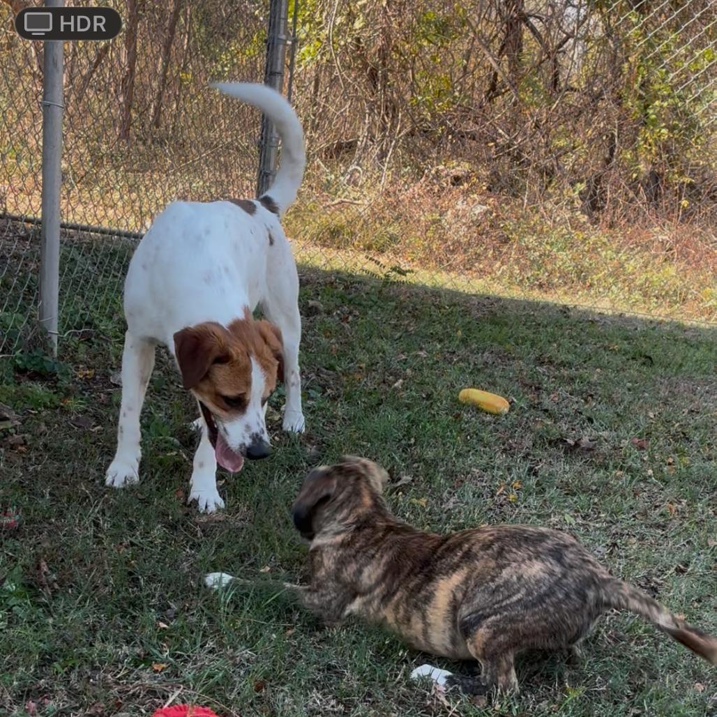 Enlarge Toothless, a Adoptable Mixed Breed in Lyons, GA image 4/4