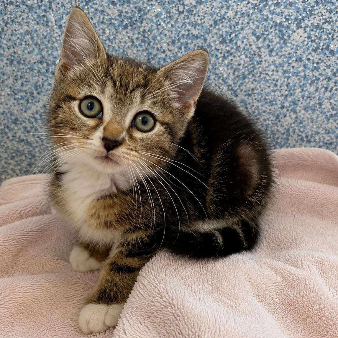 Coco, adopted, Young Female Domestic Short Hair.
