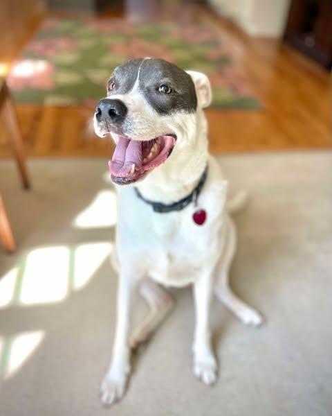 Roux, Adoptable, Senior Male Pit Bull Terrier.