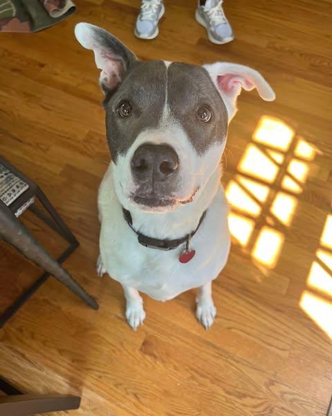 Roux, a Adoptable Pit Bull Terrier in Merriam, KS image 2/3