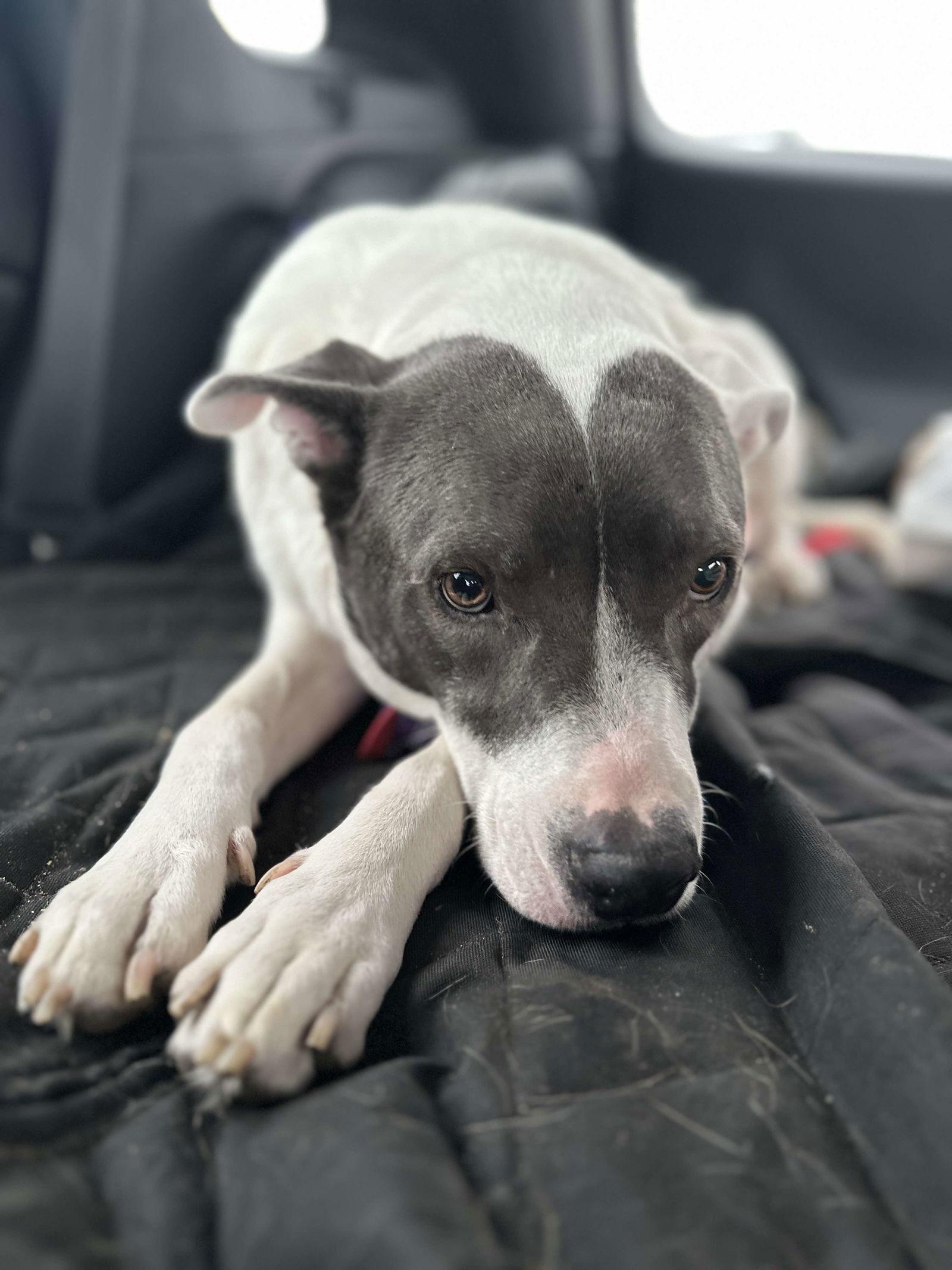 Roux, a Adoptable Pit Bull Terrier in Merriam, KS image 3/3