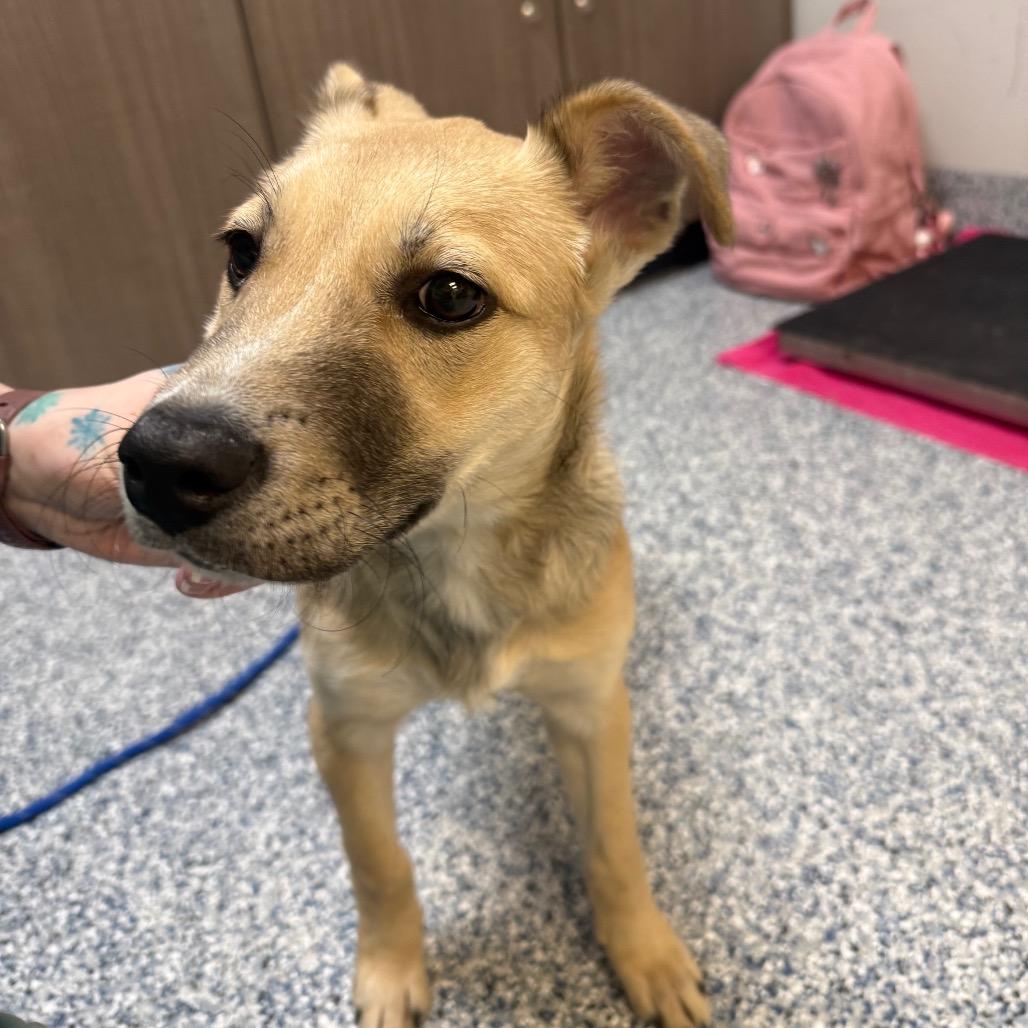 Fawn, Adoptable, Puppy Female Shepherd & Mixed Breed.