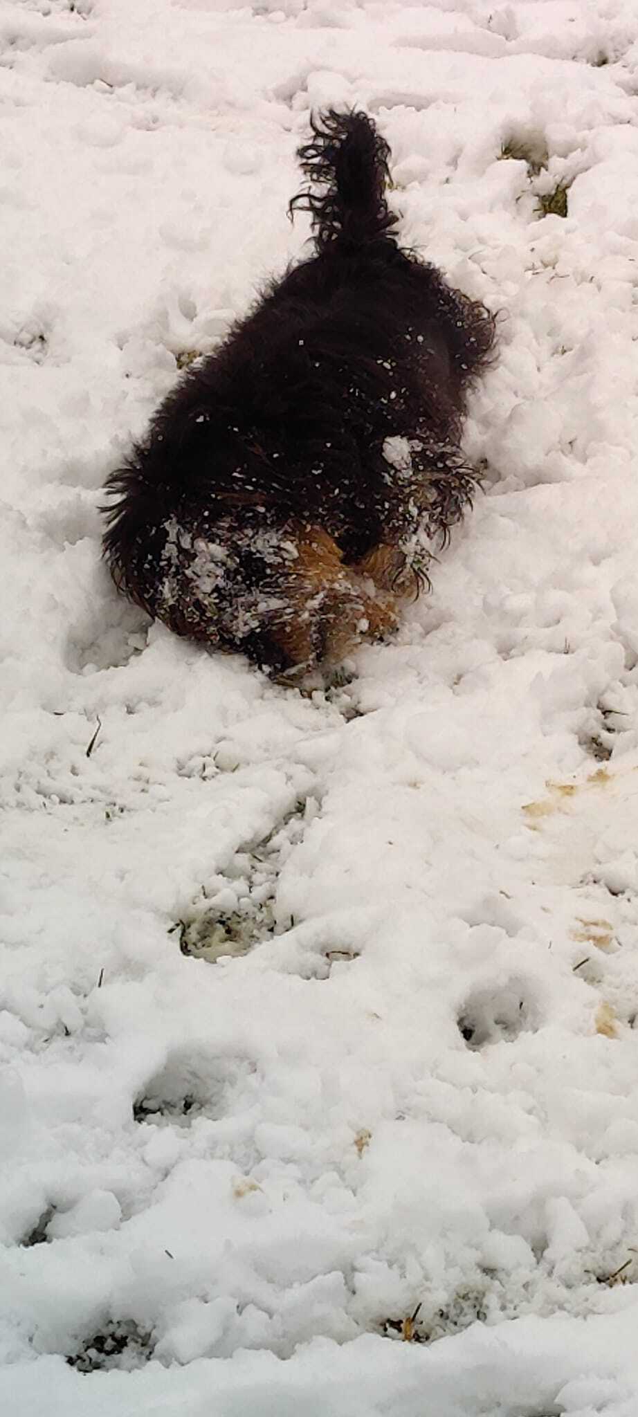 Ollie, Adoptable, Adult Male Terrier.