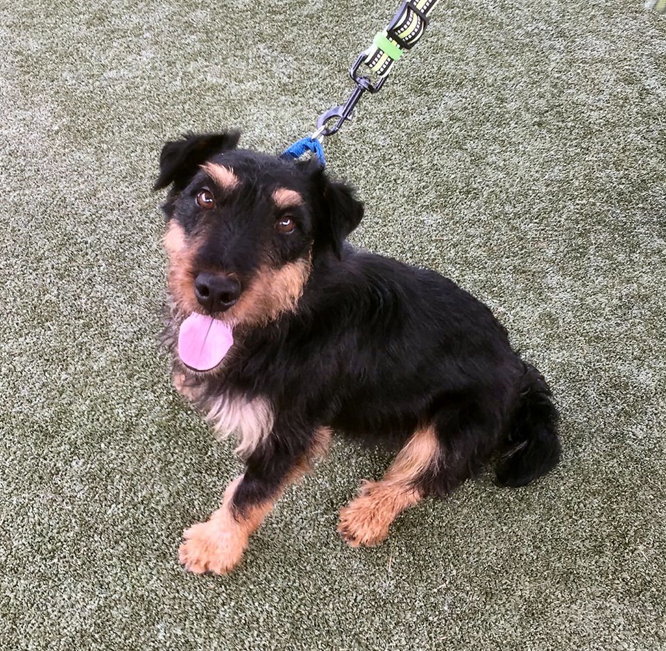 Ollie, Adoptable, Adult Male Terrier.