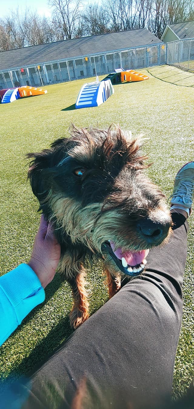 Enlarge Ollie, a Adoptable mixed breed in Godfrey, IL image 4/8