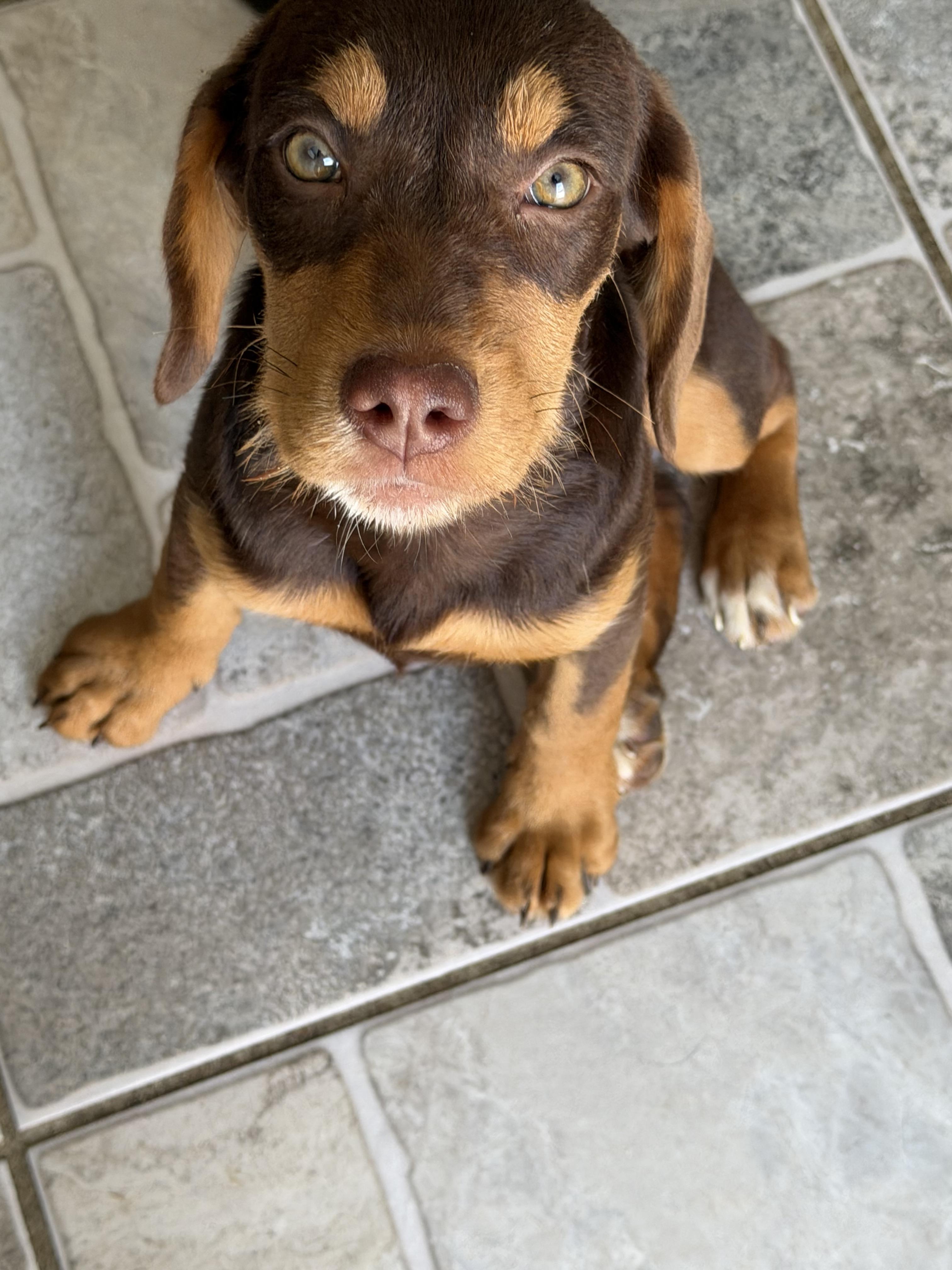 Ember, an adopted mixed breed in Stuarts Draft, VA image 2/4