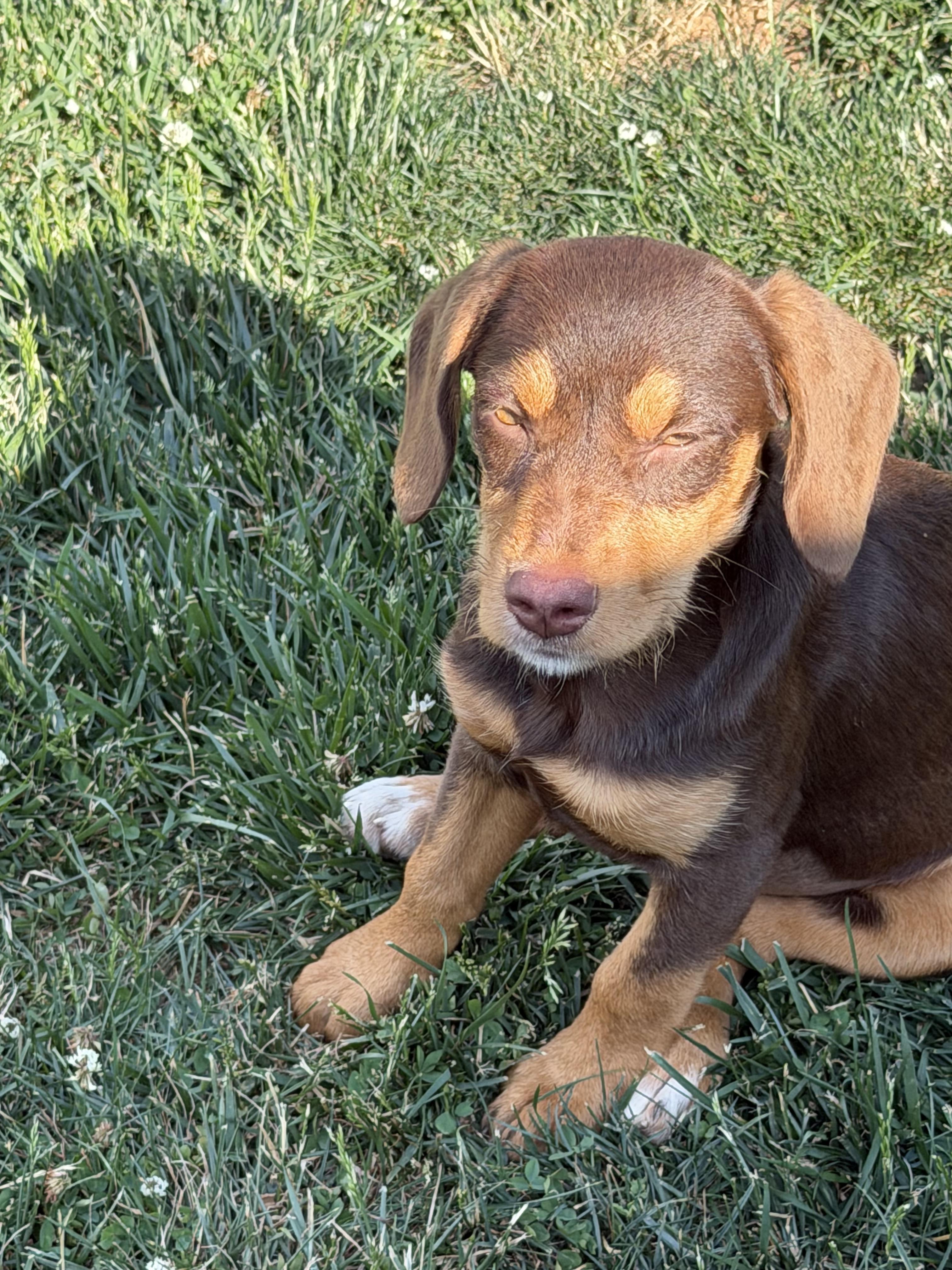 Ember, adopted, Puppy Female Vizsla.