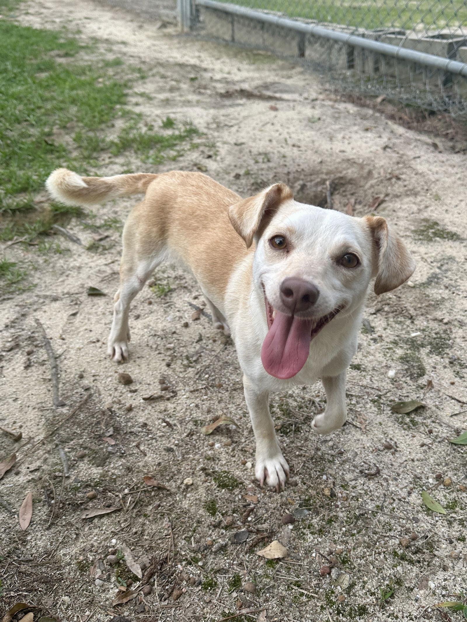 Dubby, Adopted, Young Male Mixed Breed.