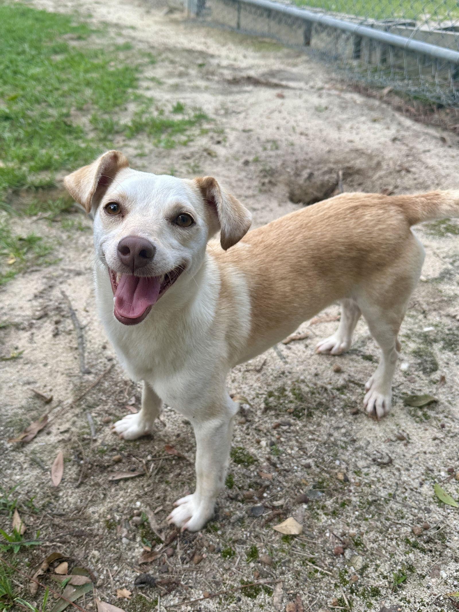 Dubby, a Adopted Mixed Breed in Eastman, GA image 2/3