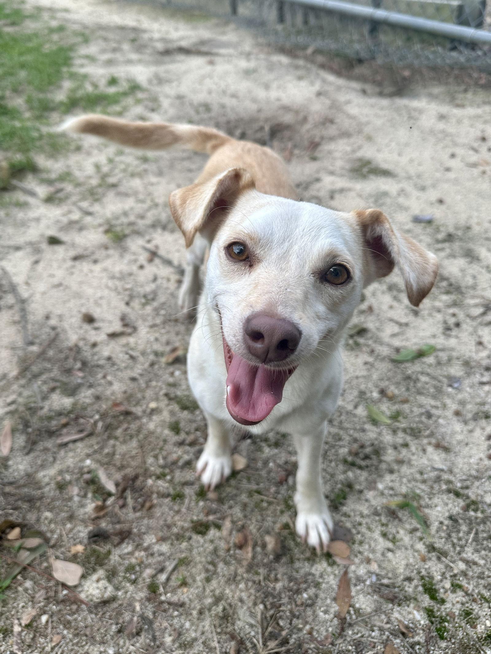 Dubby, a Adopted Mixed Breed in Eastman, GA image 3/3