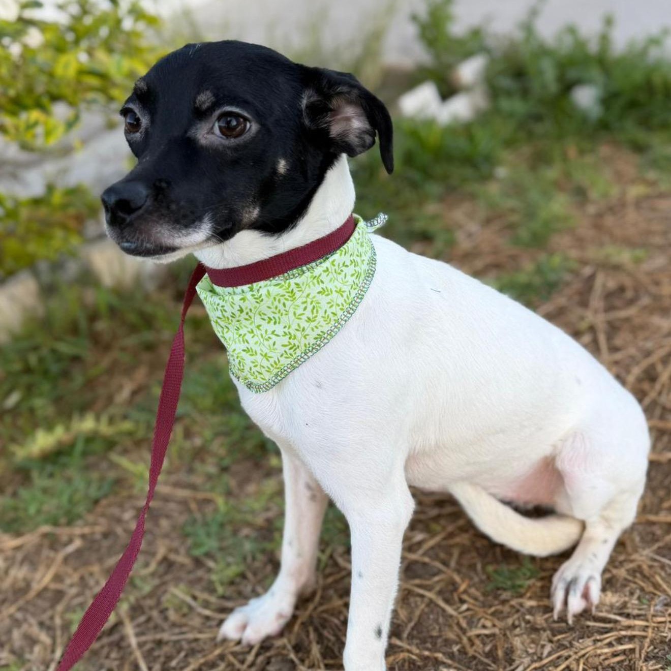 Sofi, ADOPTABLE, Young Female Chihuahua.