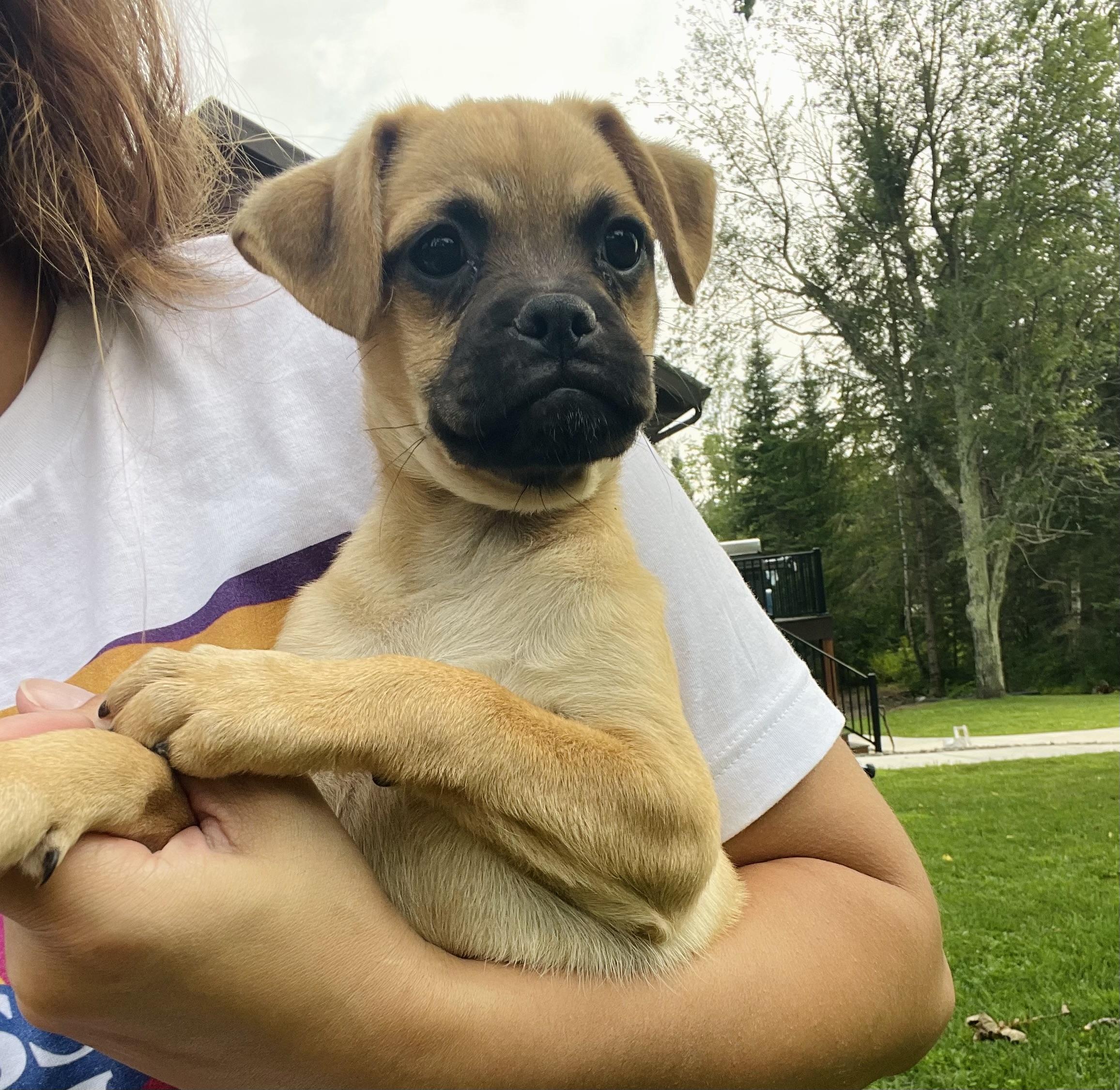 Logan, an adoptable Pug, Puggle in Winter, WI, 54896 | Photo Image 1