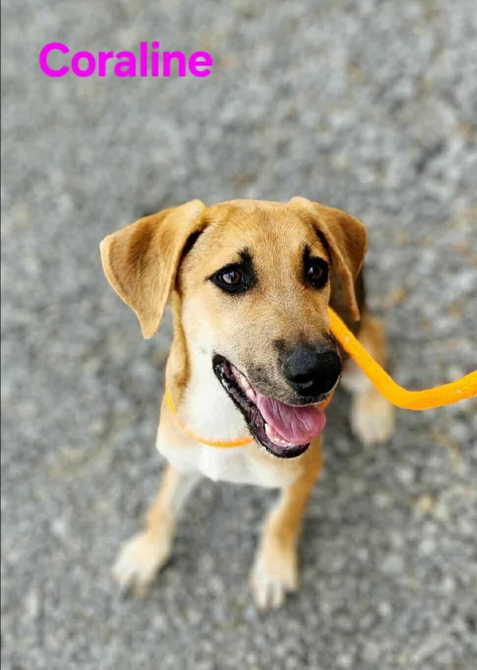 Coraline, Adoptable, Puppy Female Mixed Breed.