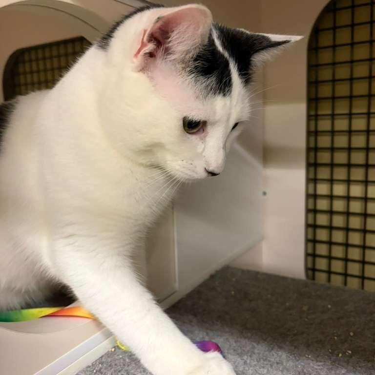 Fabian — thumbnail 3