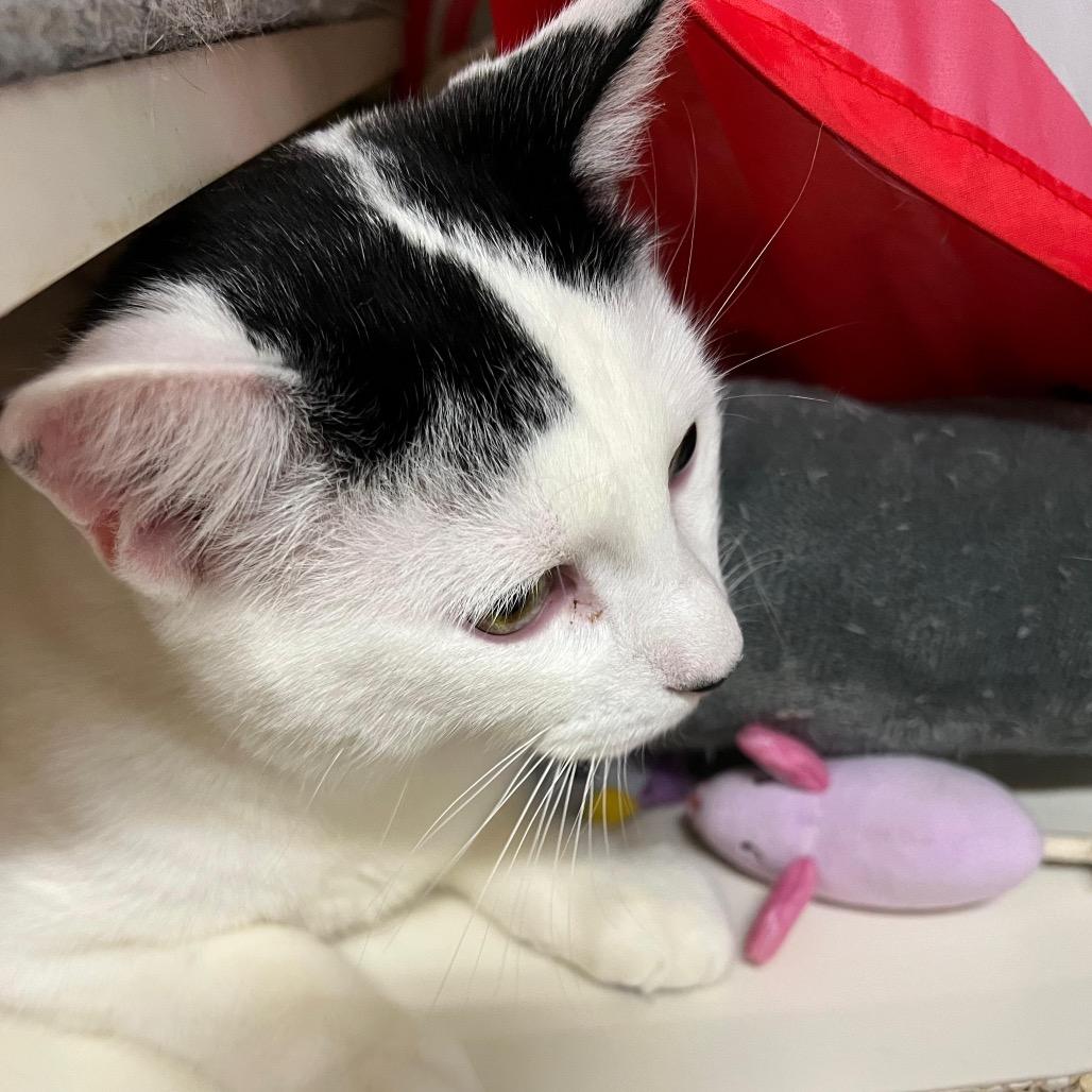 Fabian — thumbnail 4