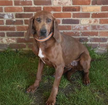 Enlarge Annie, a Adoptable mixed breed in Bowling Green, KY image 2/2