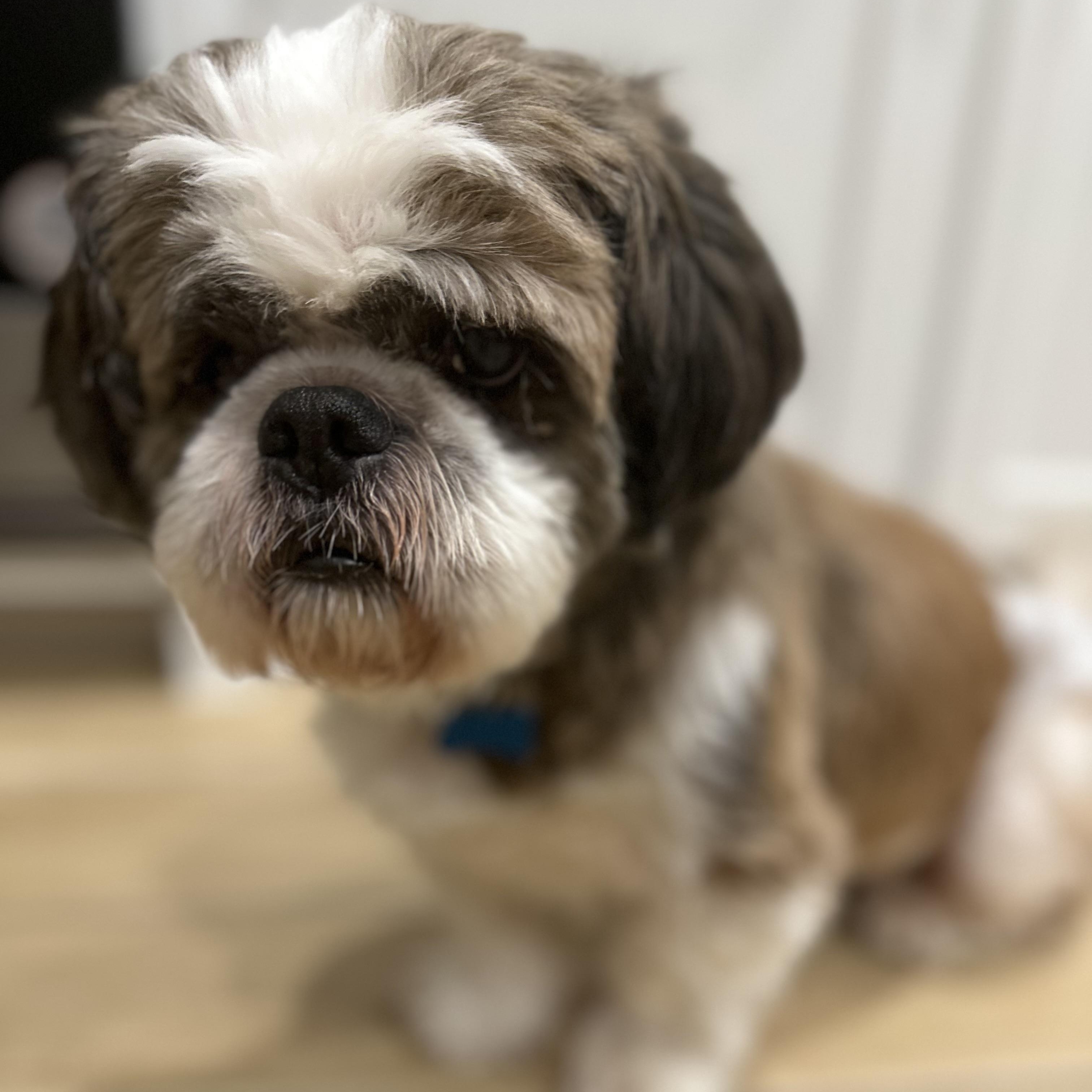 Duke, a Adoptable Shih Tzu in Dallas, TX image 1/2
