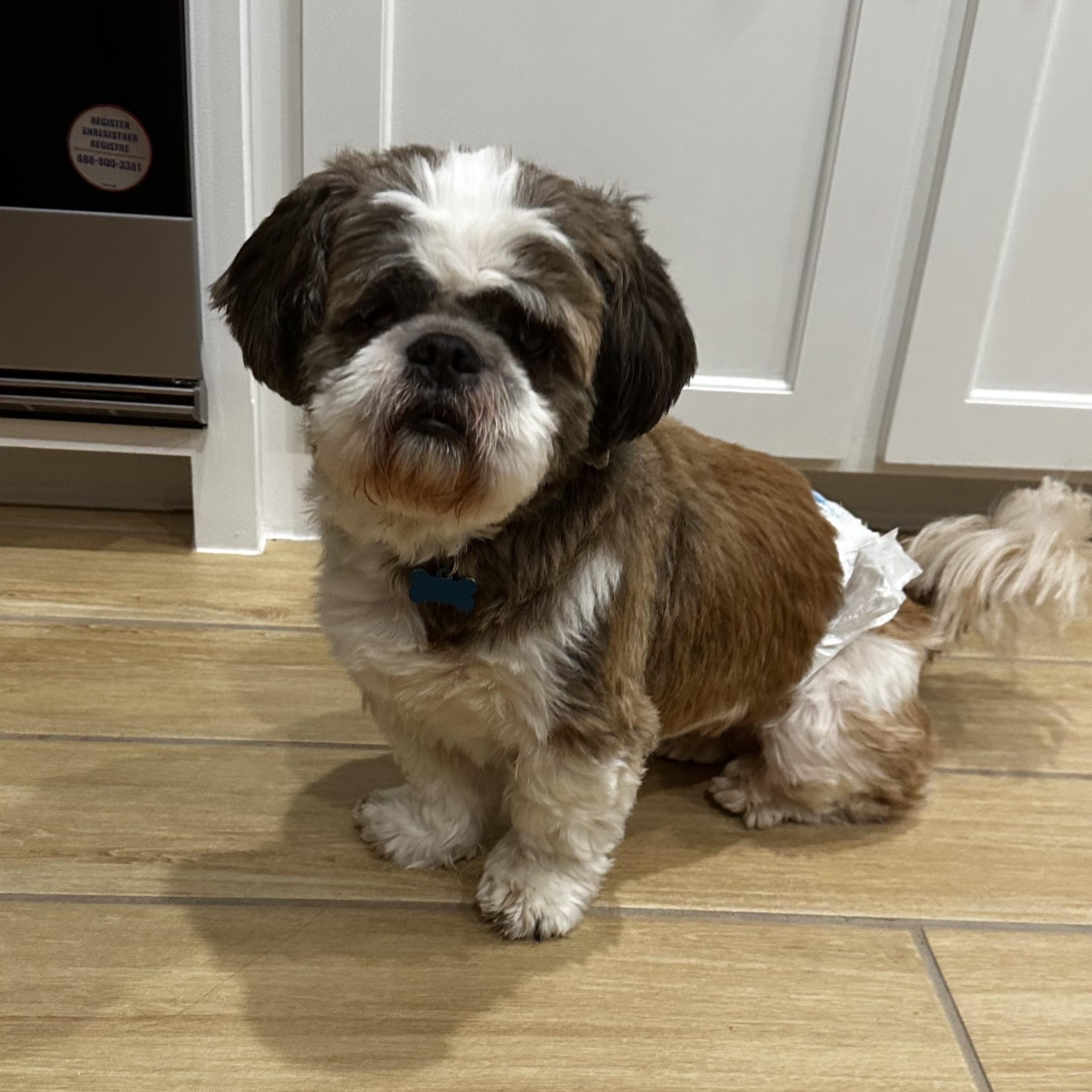 Duke, a Adoptable Shih Tzu in Dallas, TX image 2/2