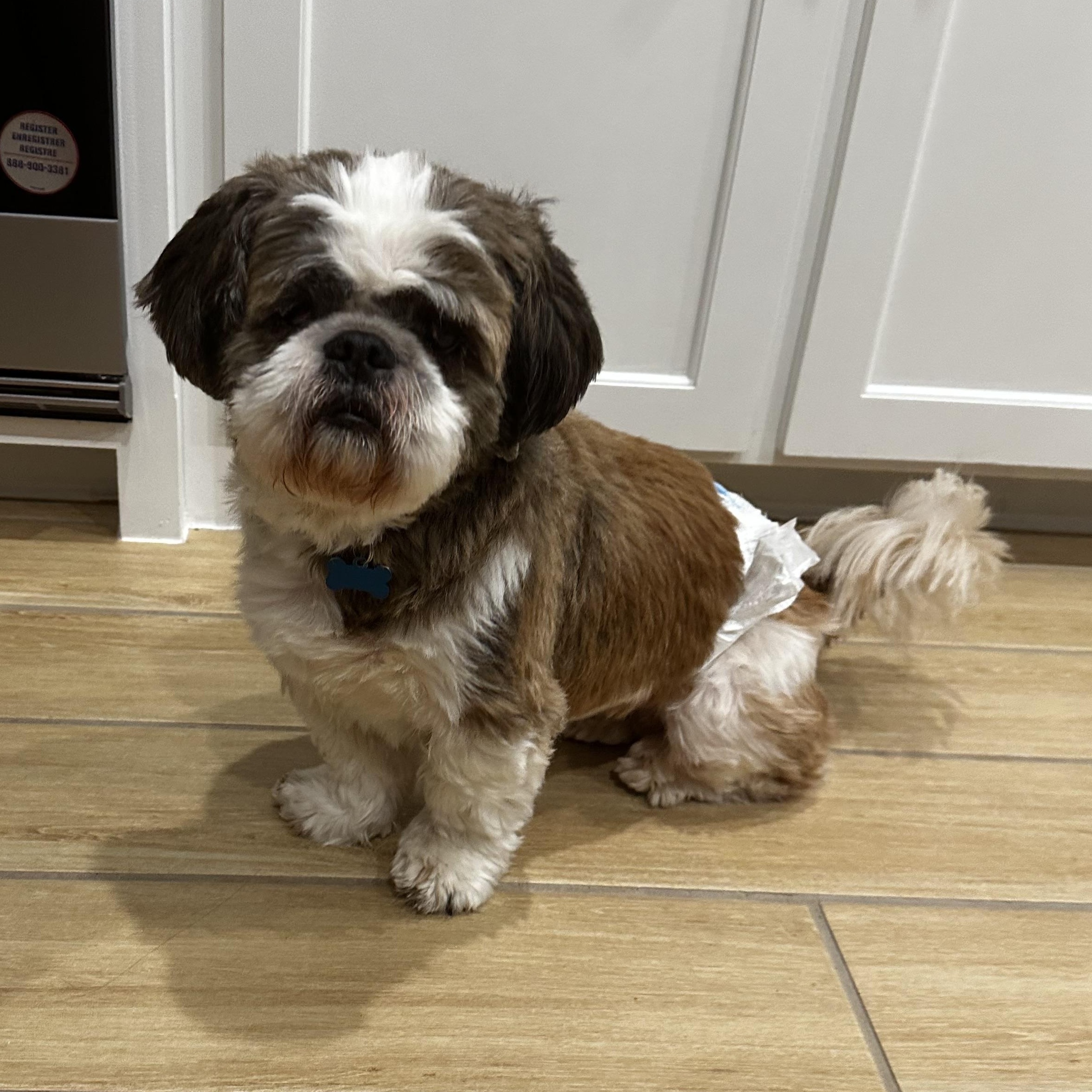 Enlarge Duke, a Adoptable Shih Tzu in Dallas, TX image 2/2