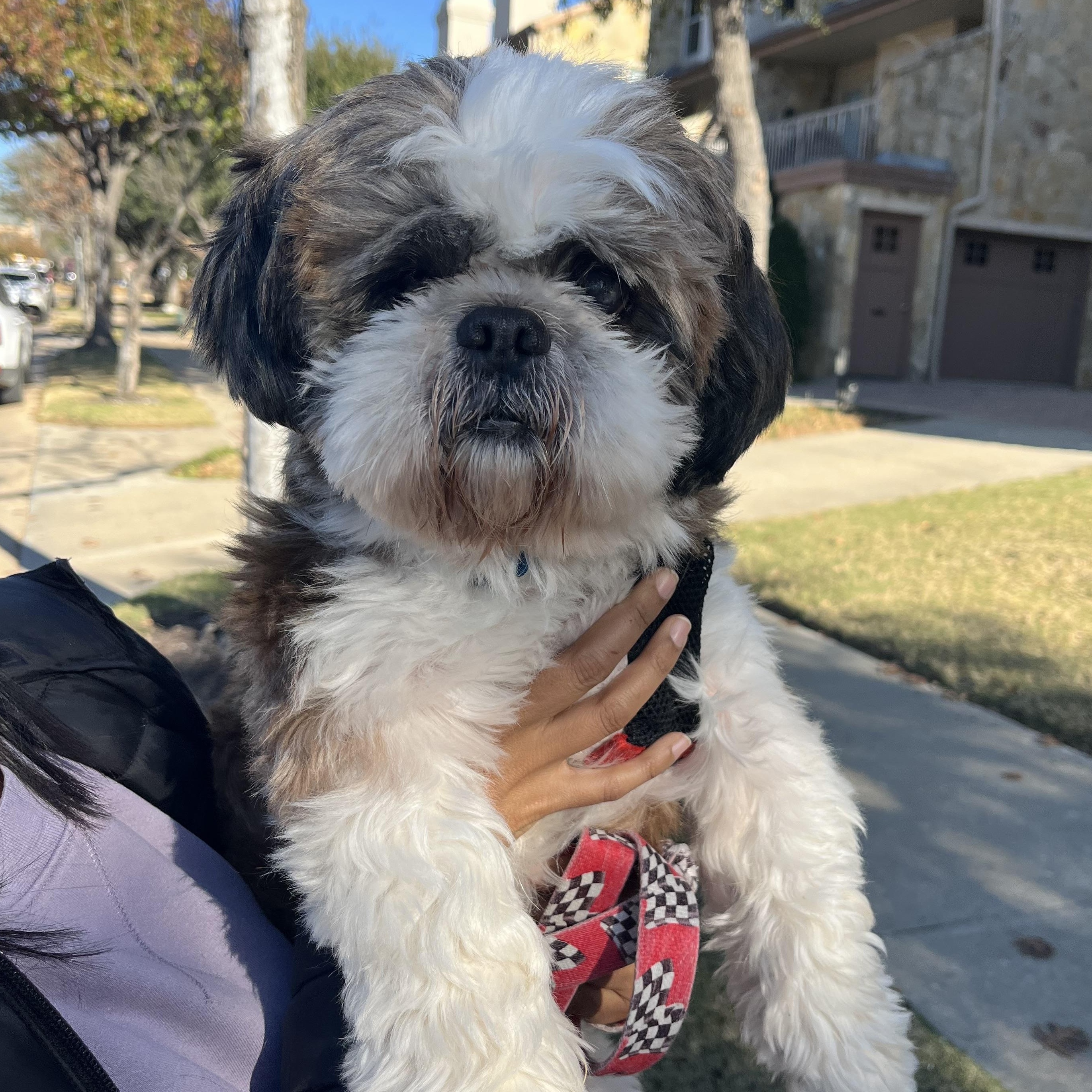 Duke, Adoptable, Adult Male Shih Tzu.