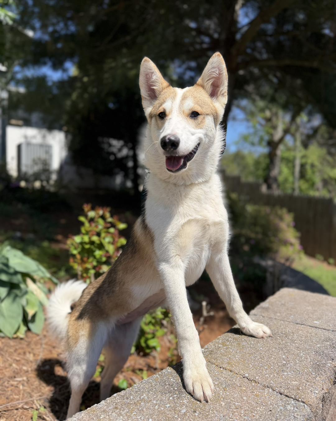 Whitney, a ADOPTABLE mixed breed in Catlett, VA image 4/6