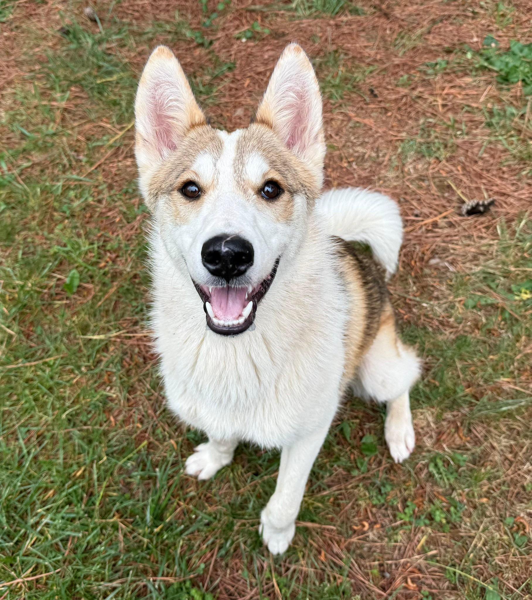 Whitney, a ADOPTABLE mixed breed in Catlett, VA image 1/6