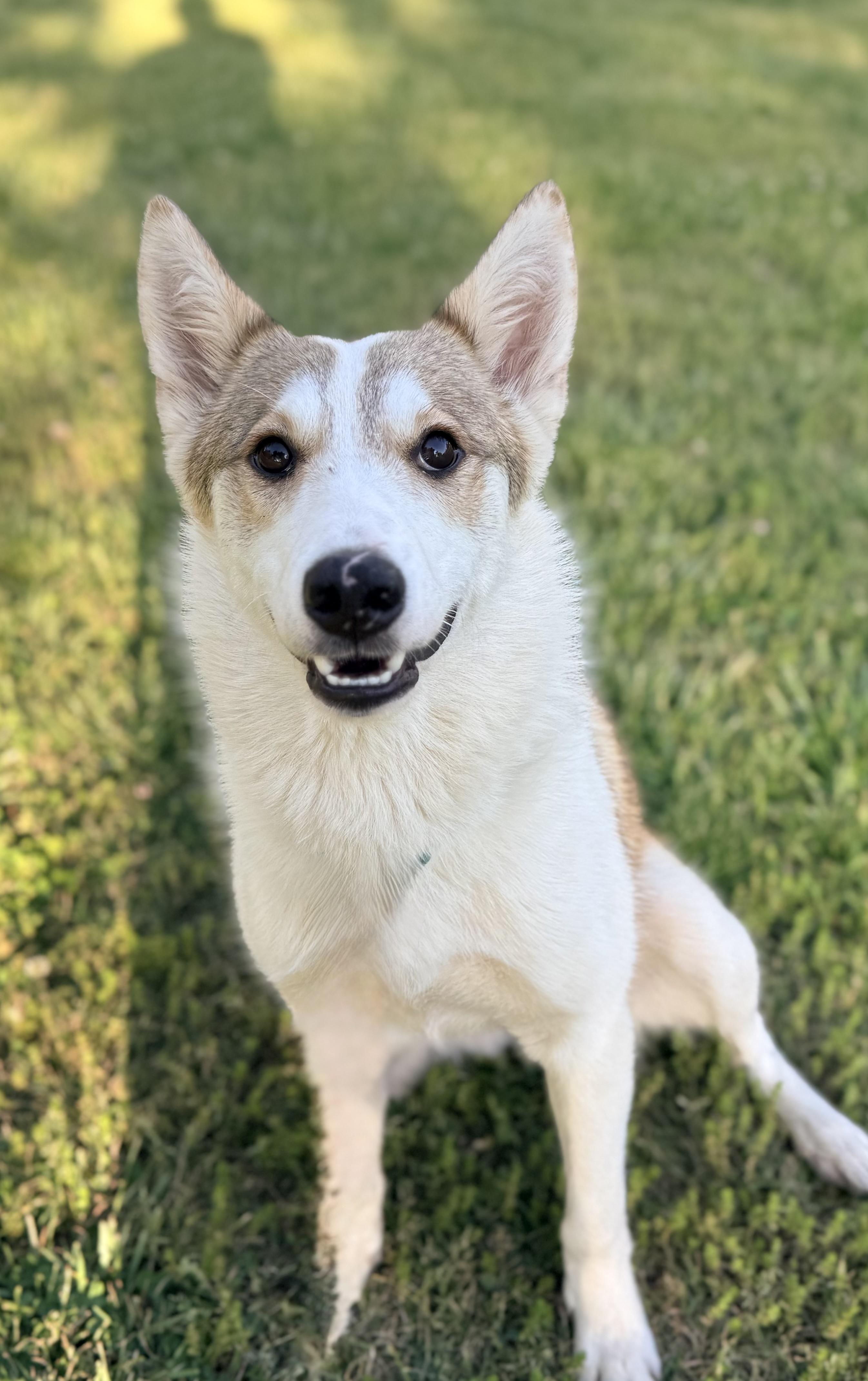 Whitney, a ADOPTABLE mixed breed in Catlett, VA image 6/6