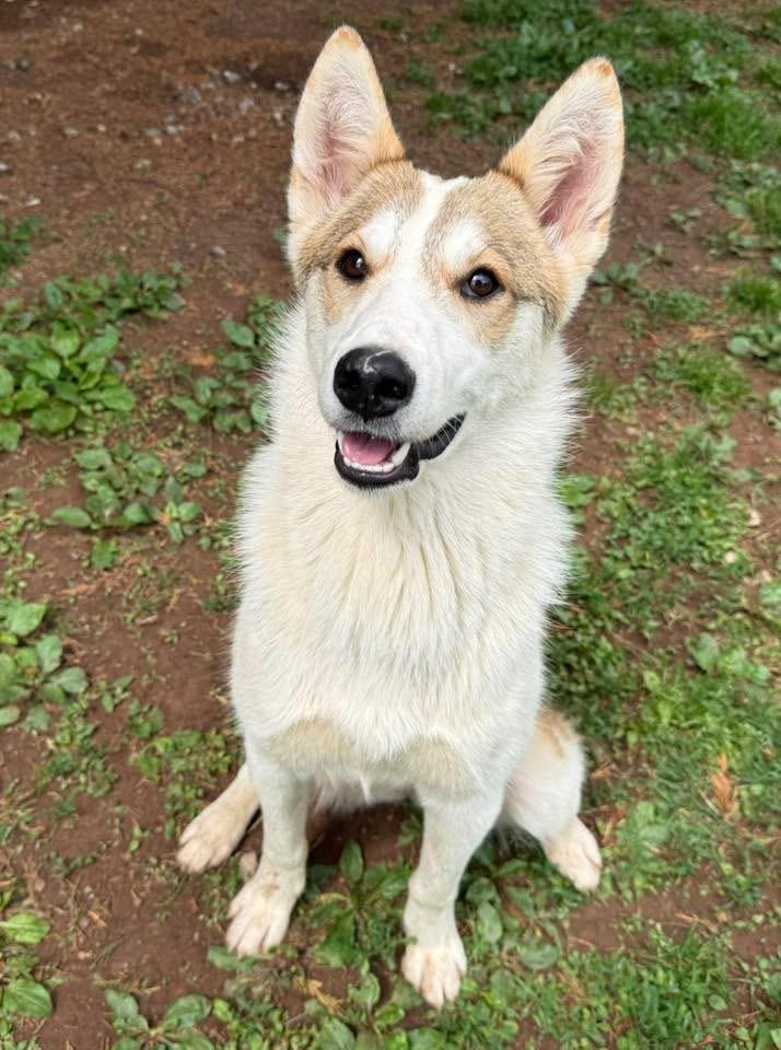 Whitney, a ADOPTABLE mixed breed in Catlett, VA image 2/6