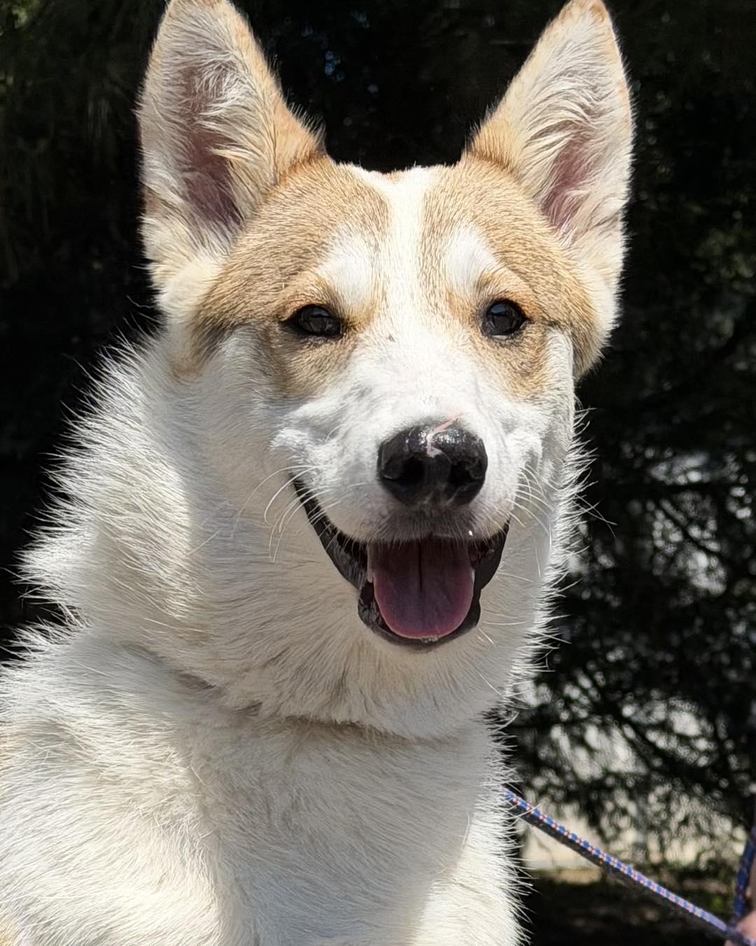 Whitney, a ADOPTABLE mixed breed in Catlett, VA image 3/6