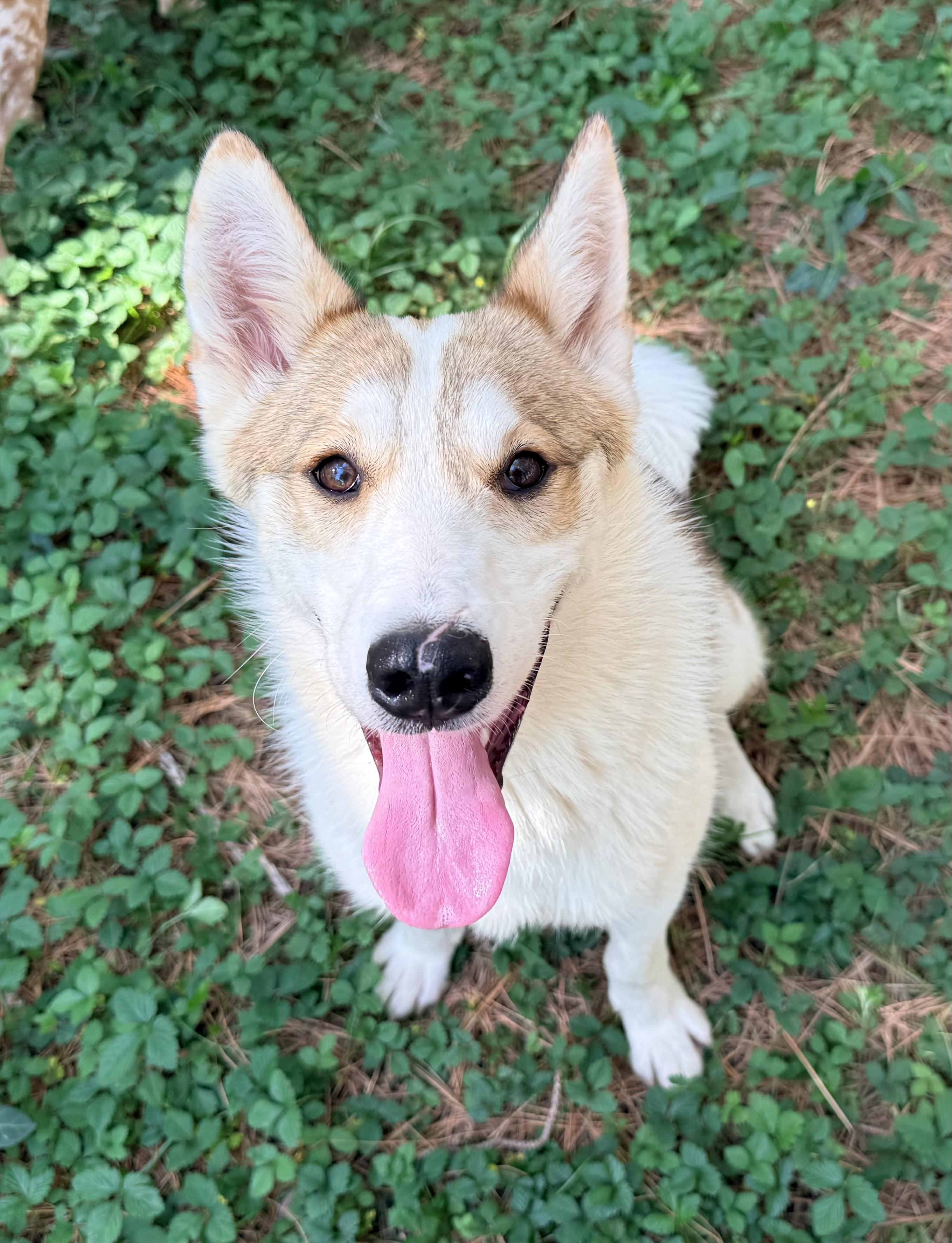 Whitney, a ADOPTABLE mixed breed in Catlett, VA image 5/6