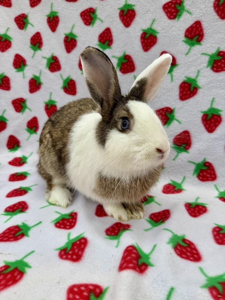 Ronan, Adoptable, Adult Male Dutch.