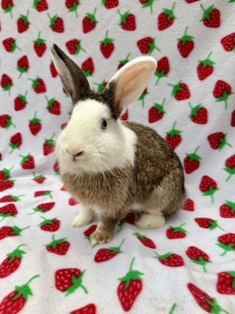 Enlarge Ronan, a Adoptable mixed breed in Gainesville, FL image 2/4