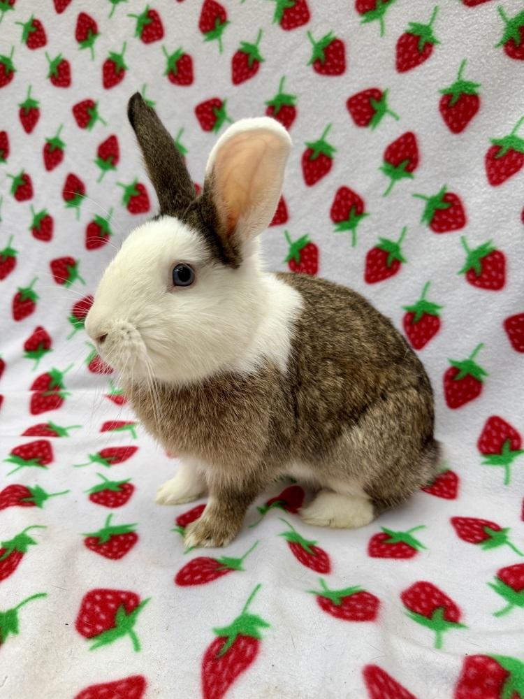 Enlarge Ronan, a Adoptable mixed breed in Gainesville, FL image 3/4