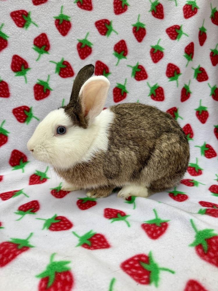 Ronan, Adoptable, Adult Male Dutch.