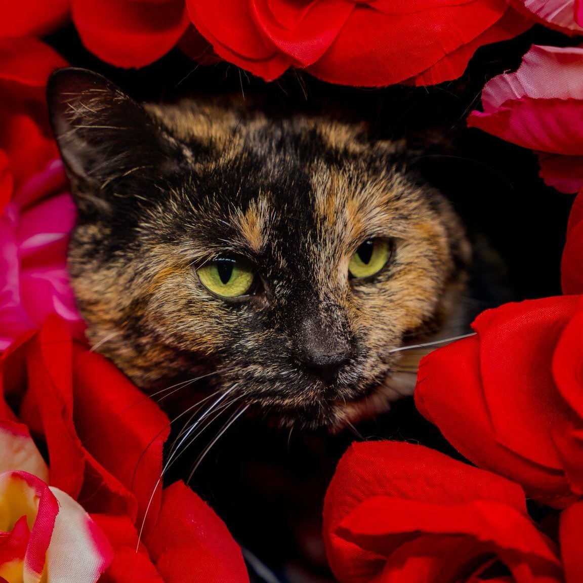Koshka, a ADOPTABLE Tortoiseshell in Alexandria, IN image 6/6